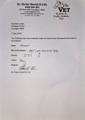 Pregnancy Certificate for Lot 489