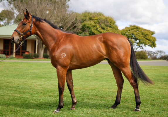 Lot 74: Star Witness / Impulsive Dream