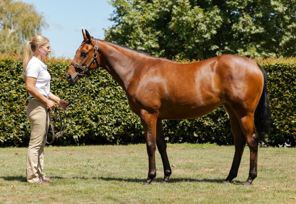 Lot 47: Super Seth / Ball Gown (NZ)