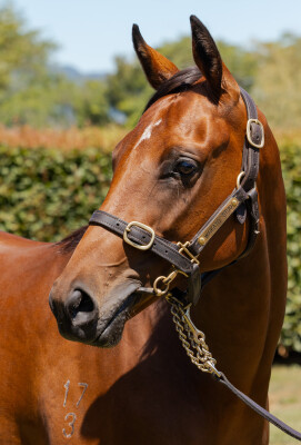 Lot 47: Super Seth / Ball Gown (NZ)