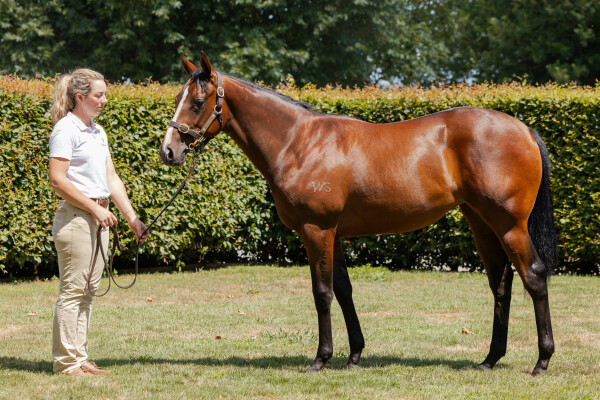 Lot 244: Ardrossan / Genovese (NZ)