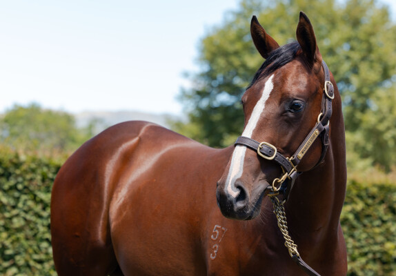 Lot 244: Ardrossan / Genovese (NZ)