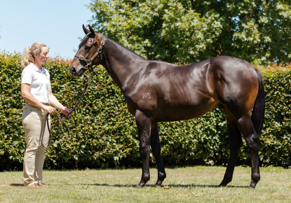 Lot 253: Savabeel / Glistening (NZ)
