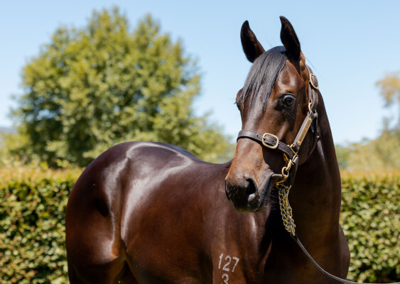 Lot 253: Savabeel / Glistening (NZ)