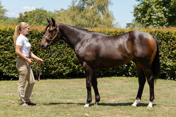 Lot 256: Tivaci / Gold Fever (NZ)