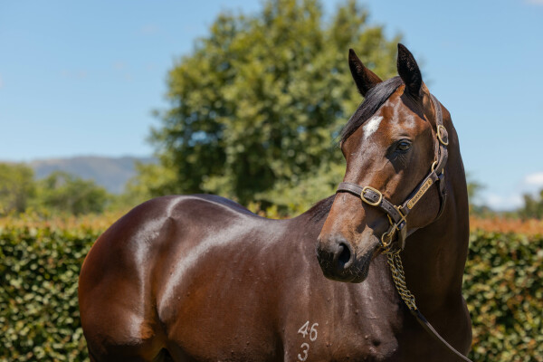 Lot 256: Tivaci / Gold Fever (NZ)