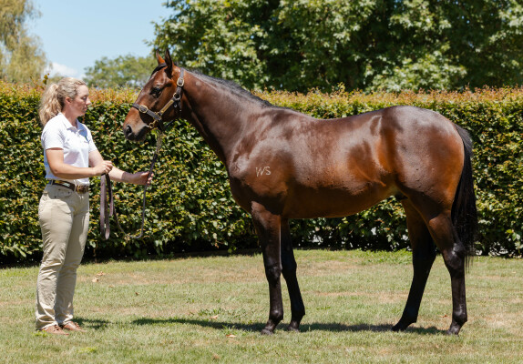 Lot 264: Super Seth / Greedy (NZ)