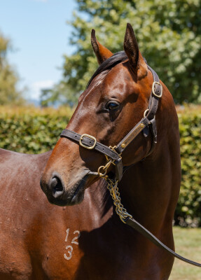 Lot 264: Super Seth / Greedy (NZ)