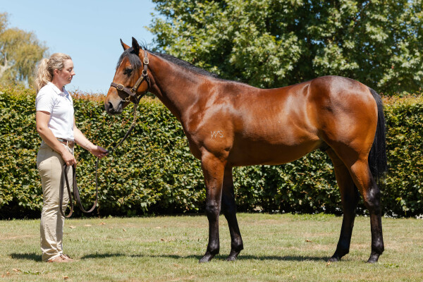 Lot 272: Savabeel / Happily (NZ)