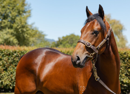 Lot 272: Savabeel / Happily (NZ)