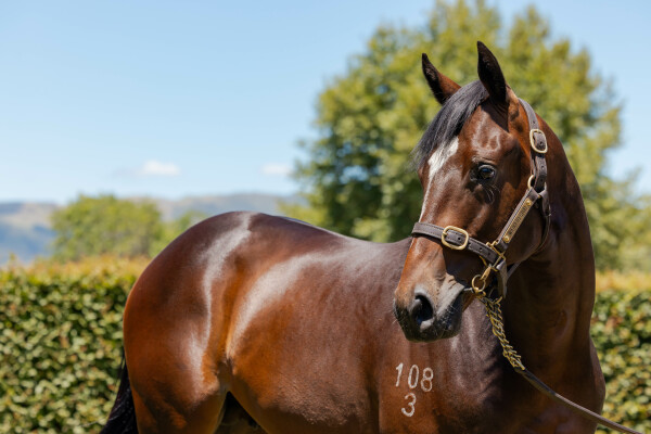 Lot 402: Tivaci / Magazine (NZ)