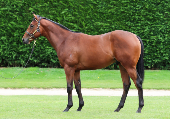 Lot 548: Per Incanto (USA) / Pure Lorde (NZ)