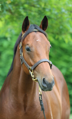 Lot 548: Per Incanto (USA) / Pure Lorde (NZ)