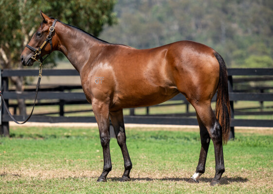 Lot 804: Acrobat / Zuzao