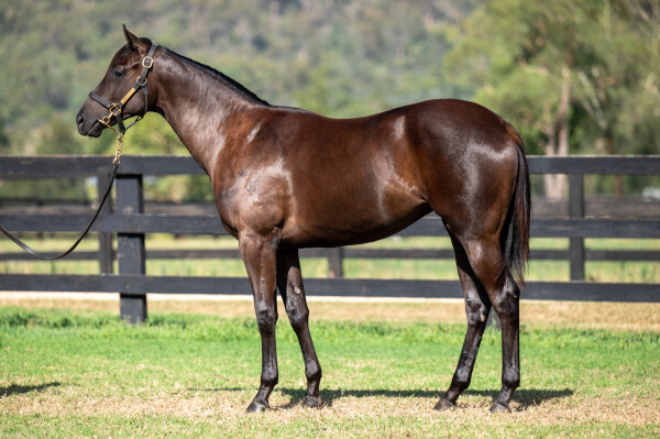 Lot 63: Supido / Benella