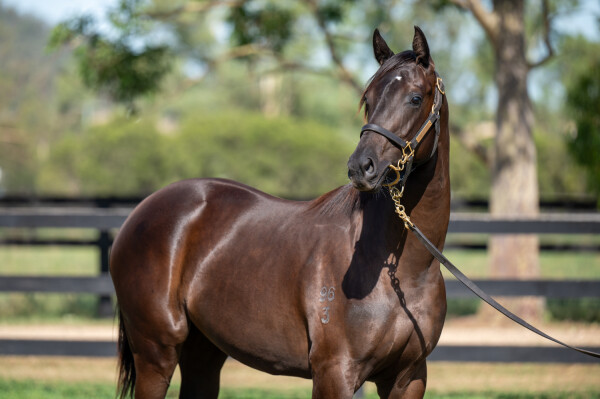 Lot 63: Supido / Benella