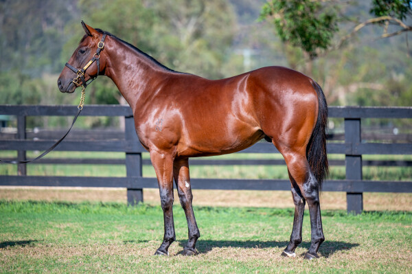 Lot 88: Portland Sky / Cailini