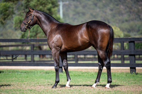 Lot 124: Harry Angel (IRE) / Concessions