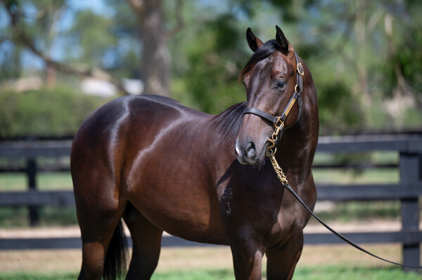 Lot 124: Harry Angel (IRE) / Concessions