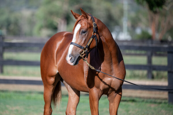Lot 139: Toronado (IRE) / Danny's Sparkle