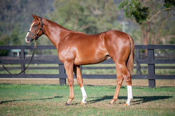 Lot 139: Toronado (IRE) / Danny's Sparkle