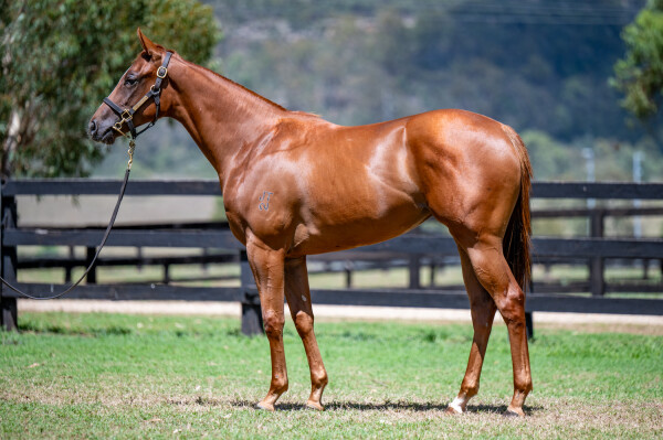 Lot 227: Capitalist / Flashing Speed