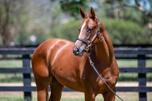 Lot 227: Capitalist / Flashing Speed