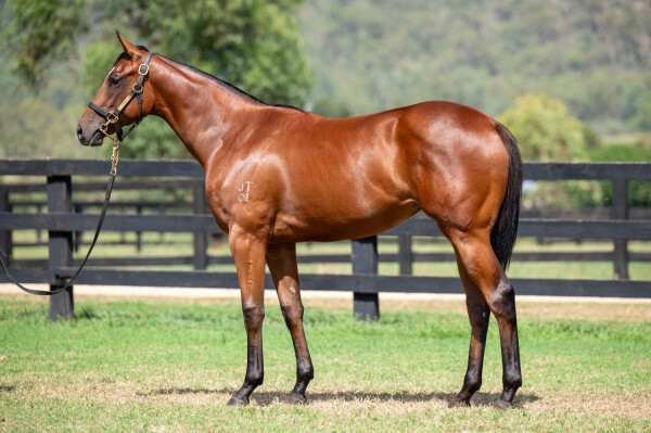 Lot 247: Anders / Gifted Queen