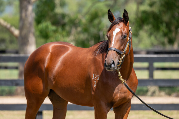 Lot 247: Anders / Gifted Queen