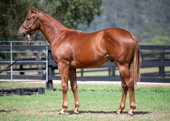 Lot 334: Yes Yes Yes / Itz Lily