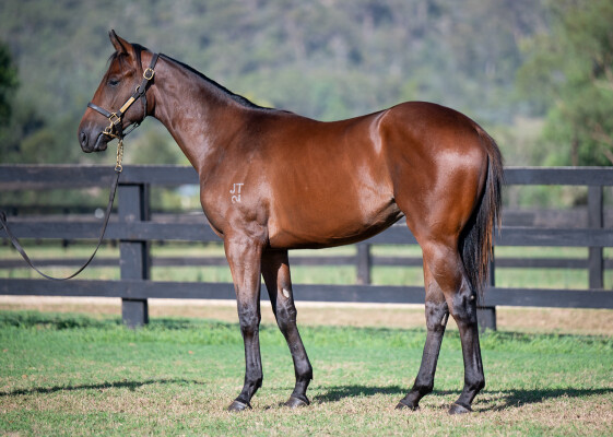Lot 339: Rebel Dane / Jazz Star