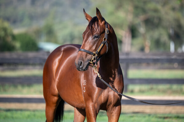 Lot 339: Rebel Dane / Jazz Star