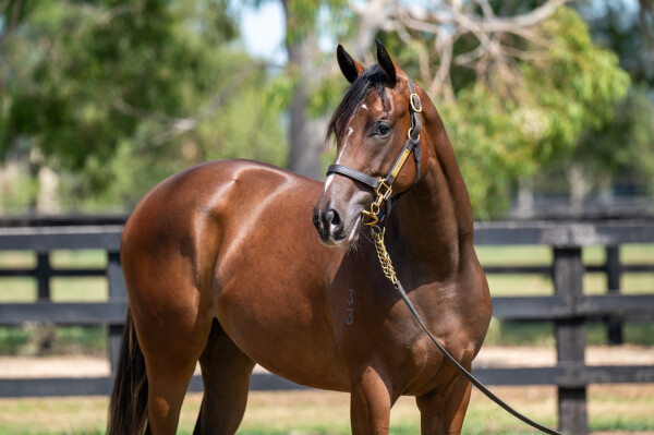 Lot 360: Russian Revolution / Lady Sharapova