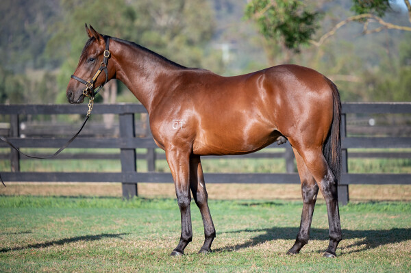 Lot 369: Too Darn Hot (GB) / Last Ace