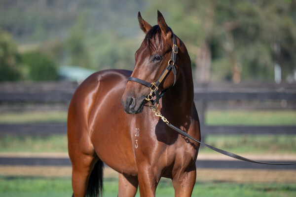 Lot 369: Too Darn Hot (GB) / Last Ace