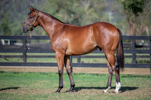 Lot 408: Portland Sky / Mapili