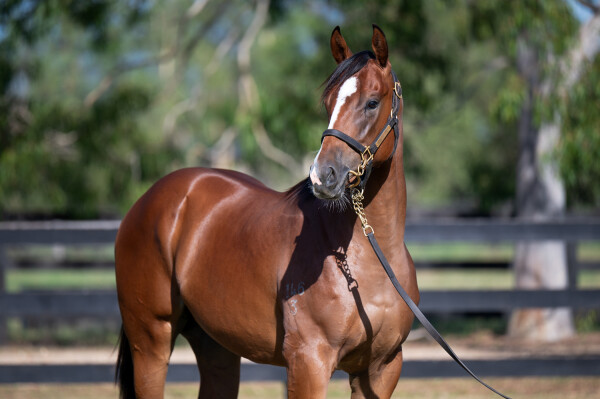 Lot 408: Portland Sky / Mapili