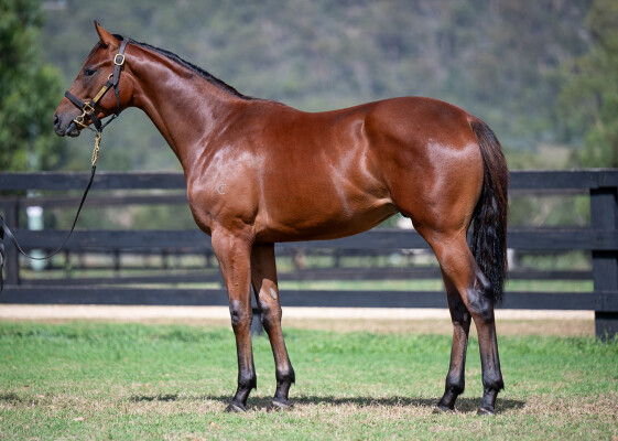 Lot 484: St Mark's Basilica (FR) / Not Only Florina (IRE)