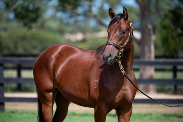 Lot 484: St Mark's Basilica (FR) / Not Only Florina (IRE)