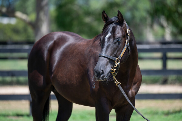 Lot 495: Supido / One Cat Wonder