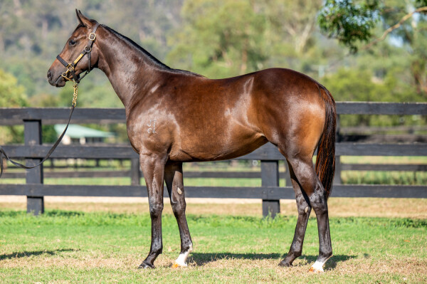 Lot 534: Portland Sky / Power O'Hata (NZ)