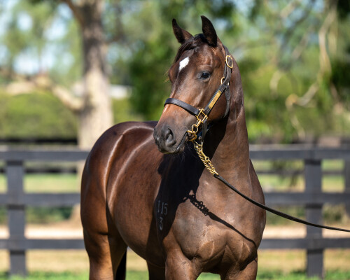 Lot 534: Portland Sky / Power O'Hata (NZ)