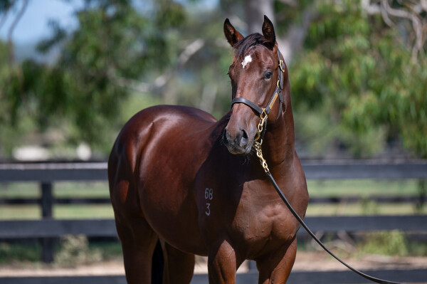 Lot 547: Portland Sky / Pure Humour