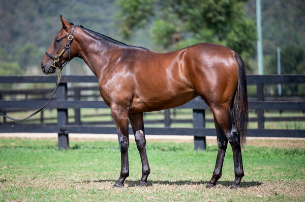 Lot 567: Trapeze Artist / Rare Ruby