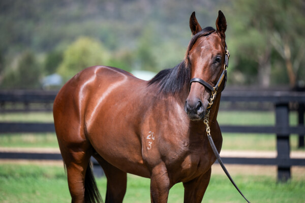 Lot 567: Trapeze Artist / Rare Ruby