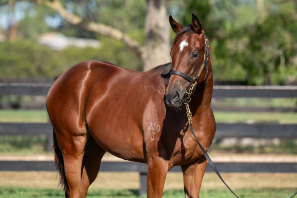 Lot 666: Rebel Dane / Somnium