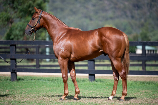 Lot 682: Written By / Stage Play