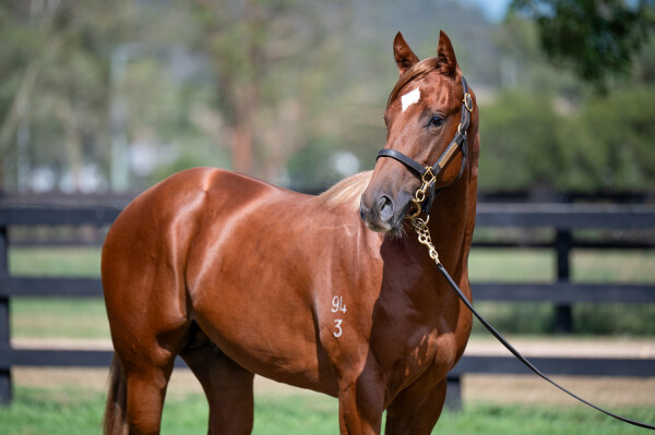 Lot 682: Written By / Stage Play