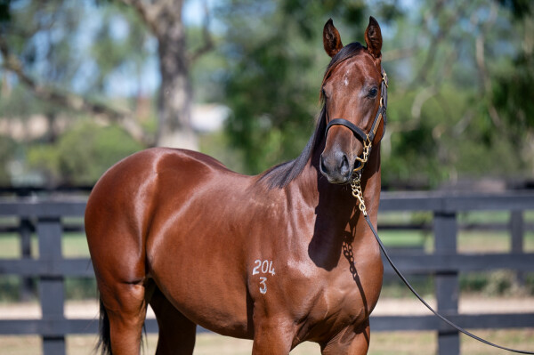 Lot 693: Zoustar / Succeeder