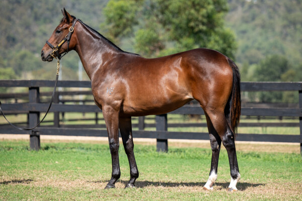 Lot 734: Trapeze Artist / Top Critic